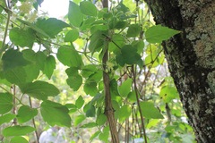 Clematis dioica