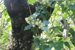 Clematis dioica