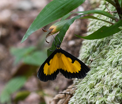 Xanthyris flaveolata
