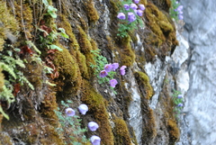 Paraquilegia microphylla