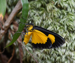 Xanthyris flaveolata