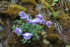 Paraquilegia microphylla