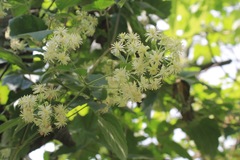 Clematis dioica