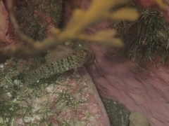 Ruanoho decemdigitatus