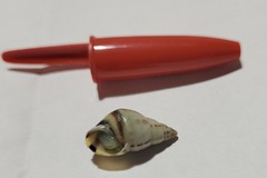 Drymaeus interpunctus