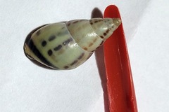 Drymaeus interpunctus