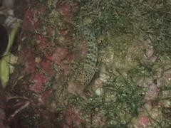 Ruanoho decemdigitatus