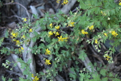 Balbisia gracilis