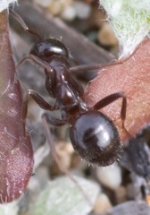 Formica neogagates