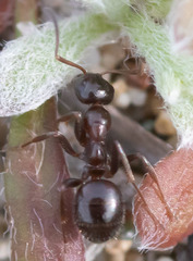 Formica neogagates