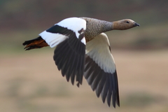 Chloephaga rubidiceps