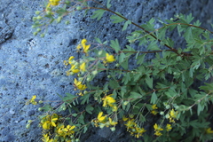 Balbisia gracilis