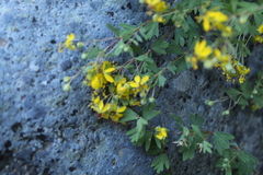 Balbisia gracilis