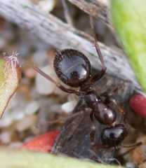 Formica neogagates