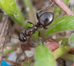 Formica neogagates