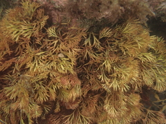 Melanthalia