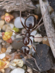 Formica neogagates