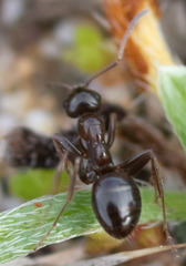 Formica neogagates