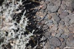 Argyrophorus argenteus