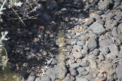 Argyrophorus argenteus