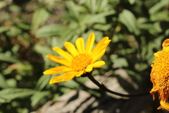 Aldama revoluta