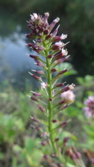 Lysimachia dubia