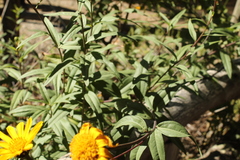 Aldama revoluta