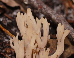 Clavulina vinaceocervina