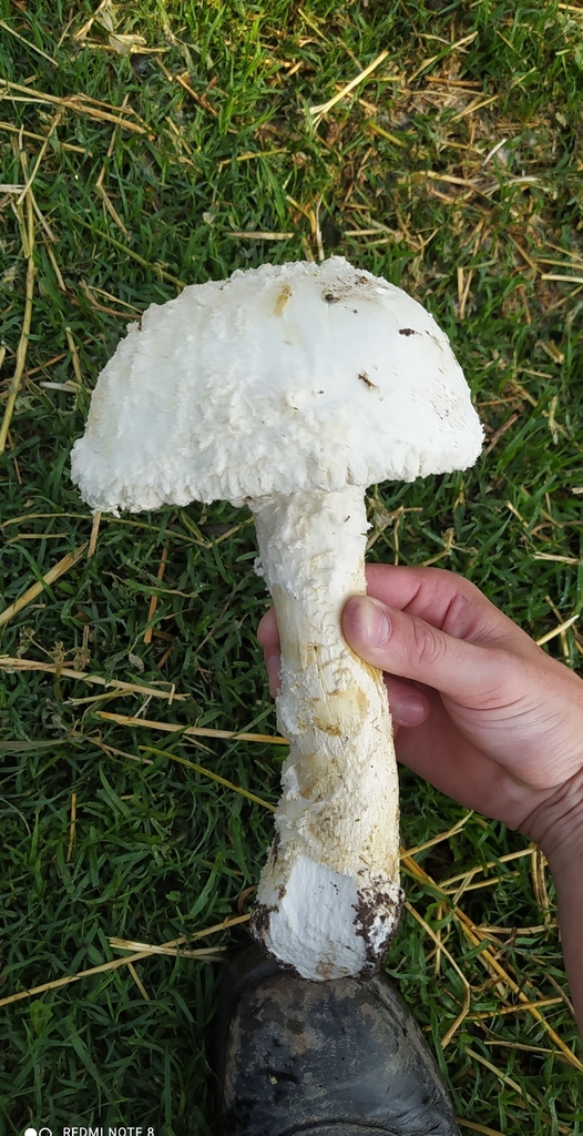 Amanita foetens · January 2022 · photo: © seba_fornes (iNaturalist, cc-by)
