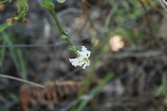 Diostea juncea