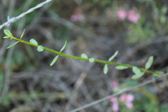 Diostea juncea