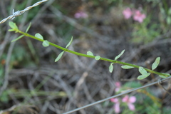 Diostea juncea