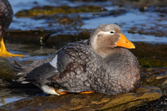 Tachyeres brachypterus