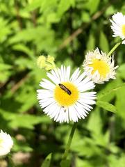 Agrilaxia flavimana