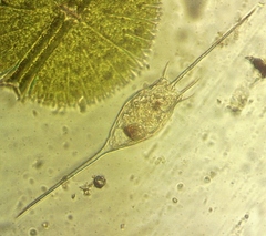 Kellicottia bostoniensis