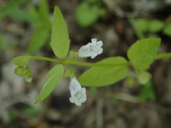 Scutellaria nervosa