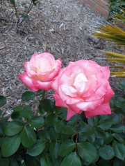 Rosa