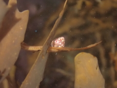 Micrelenchus sanguineus