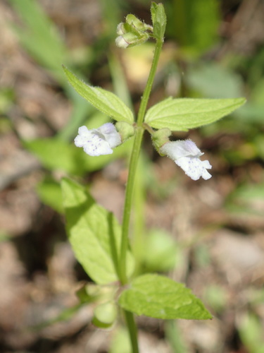 Scutellaria nervosa Pursh