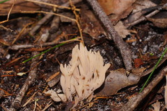 Clavulina vinaceocervina
