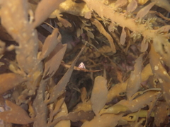 Micrelenchus sanguineus