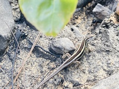 Liolaemus gravenhorstii