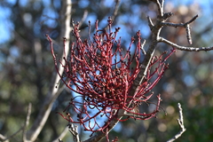 Aceria pistaciae