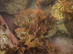 Melanthalia