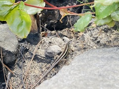 Liolaemus gravenhorstii