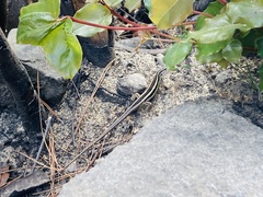 Liolaemus gravenhorstii