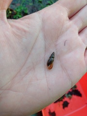 Omphiscola glabra