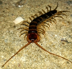 Lithobius variegatus rubriceps