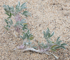 Lupinus tidestromii