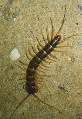 Lithobius variegatus rubriceps